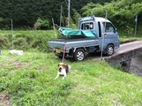 作業を見守る愛犬 きなこ